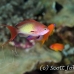 anthias_elp_n_h_0011_egy0744.jpg