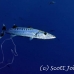 barracuda_great_dae_h_0075_egy1709.jpg