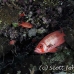bigeye_crescenttail_bro_l_h_0069_egy0415.jpg
