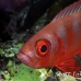 bigeye_crescenttail_elp_n_h_0049_egy0788.jpg