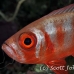 bigeye_crescenttail_elp_n_h_0050_egy0789.jpg