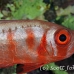 bigeye_crescenttail_elp_n_h_0051_egy0790.jpg