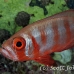 bigeye_crescenttail_elp_n_h_0052_egy0791.jpg