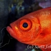 bigeye_crescenttail_elp_n_h_0055_egy0798.jpg