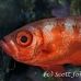 bigeye_crescenttail_elp_n_h_0061_egy0804.jpg