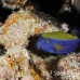 boxfish_man_h_0010_egy0852.jpg