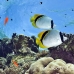 butterflyfish_lined_elp_s_h_0015_egy0833.jpg