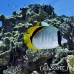 butterflyfish_lined_elp_s_h_0017_egy0836.jpg