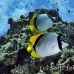 butterflyfish_lined_elp_s_h_0018_egy0837.jpg