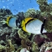 butterflyfish_lined_elp_s_h_0020_egy0839.jpg