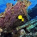 butterflyfish_masked_bro_b_nu_h_0293_egy0657.jpg
