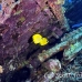 butterflyfish_masked_bro_b_nu_h_0295_egy0659.jpg