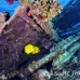 butterflyfish_masked_bro_b_nu_h_0296_egy0660.jpg