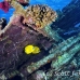 butterflyfish_masked_bro_b_nu_h_0297_egy0661.jpg