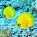 butterflyfish_masked_elp_s_h_0003_egy0815.jpg