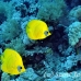 butterflyfish_masked_elp_s_h_0004_egy0816.jpg