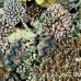 clam_abu_k_h_0106_egy1076.jpg