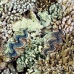 clam_abu_k_h_0107_egy1077.jpg