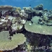coral_hard_h_abu_k_h_0102_egy1069.jpg