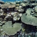 coral_hard_h_abu_k_h_0104_egy1074.jpg