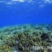 coral_hard_h_bro_b_h_0308_egy0676.jpg