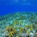 coral_hard_h_bro_b_h_0317_egy0686.jpg