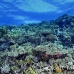 coral_hard_h_bro_l_n_h_0123_egy0559.jpg