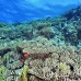 coral_hard_h_bro_l_n_h_0125_egy0561.jpg
