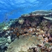 coral_hard_h_bro_l_n_h_0127_egy0563.jpg