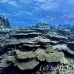 coral_hard_h_bro_l_n_h_0129_egy0565.jpg