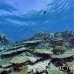 coral_hard_h_bro_l_n_h_0131_egy0567.jpg