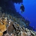 coral_lettuce_bro_l_n_h_0052_egy0481.jpg