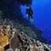 coral_lettuce_bro_l_n_h_0053_egy0482.jpg