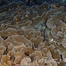 coral_lettuce_bro_l_n_h_0059_egy0469.jpg