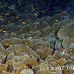 coral_lettuce_bro_l_n_h_0060_egy0470.jpg