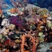 coral_soft_abu_k_v_0086_egy1052.jpg