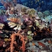 coral_soft_abu_k_v_0087_egy1053.jpg