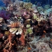 coral_soft_abu_k_v_0088_egy1054.jpg