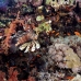 coral_soft_abu_k_v_0090_egy1056.jpg