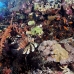 coral_soft_abu_k_v_0091_egy1057.jpg