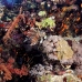 coral_soft_abu_k_v_0092_egy1058.jpg