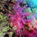 coral_soft_bro_b_v_0057_egy0151.jpg