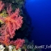 coral_soft_bro_l_e_h_0003_egy0418.jpg