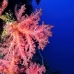 coral_soft_bro_l_e_v_0004_egy0419.jpg