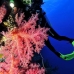 coral_soft_bro_l_e_v_0007_egy0422.jpg
