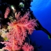 coral_soft_bro_l_e_v_0008_egy0423.jpg