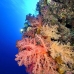 coral_soft_bro_l_e_v_0017_egy0435.jpg