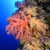 coral_soft_bro_l_e_v_0020_egy0438.jpg