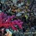 coral_soft_bro_l_n_h_0097_egy0527.jpg