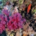 coral_soft_bro_l_n_h_0107_egy0543.jpg